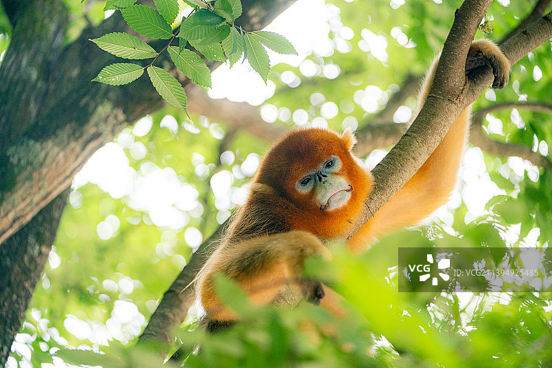 佛坪秦岭熊猫谷树上的川金丝猴在睡觉图片素材