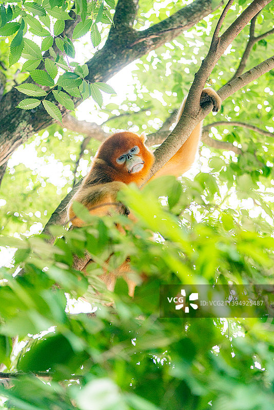 佛坪秦岭熊猫谷树上的川金丝猴在睡觉图片素材