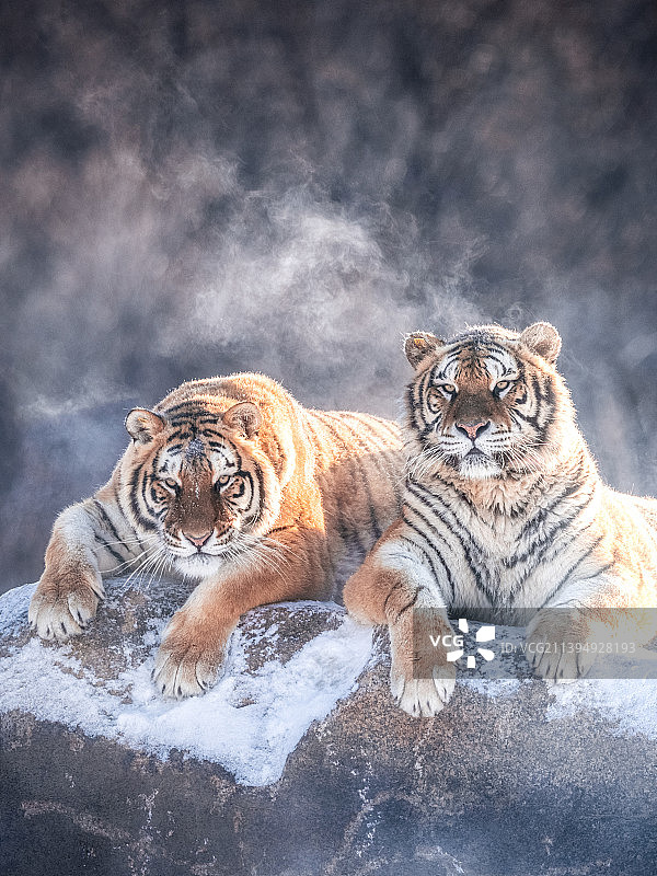 横道河子东北虎园林老虎冬天景观图片素材