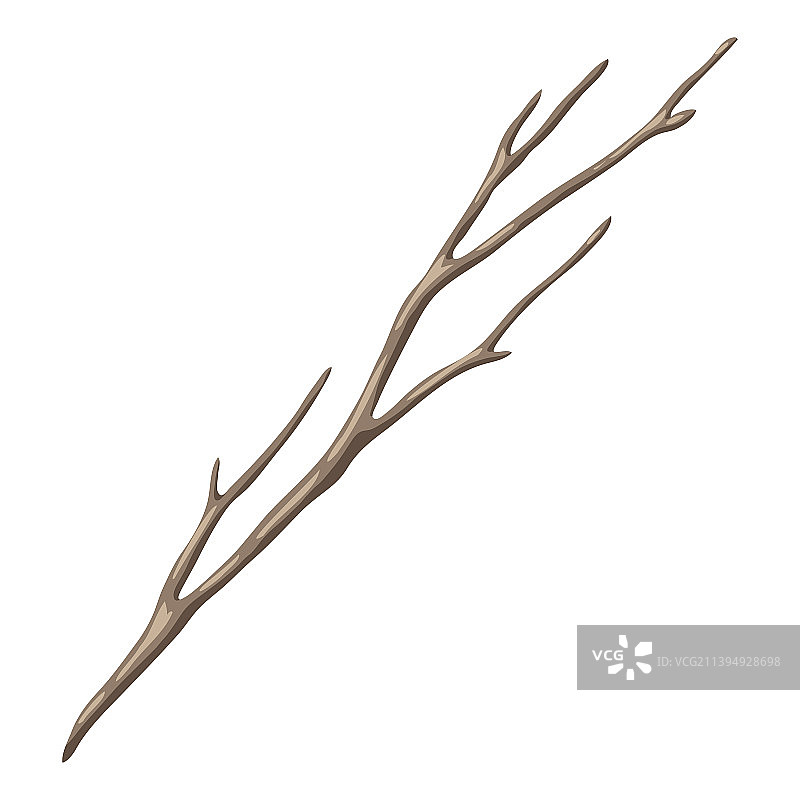 干燥的裸露树枝装饰图片素材