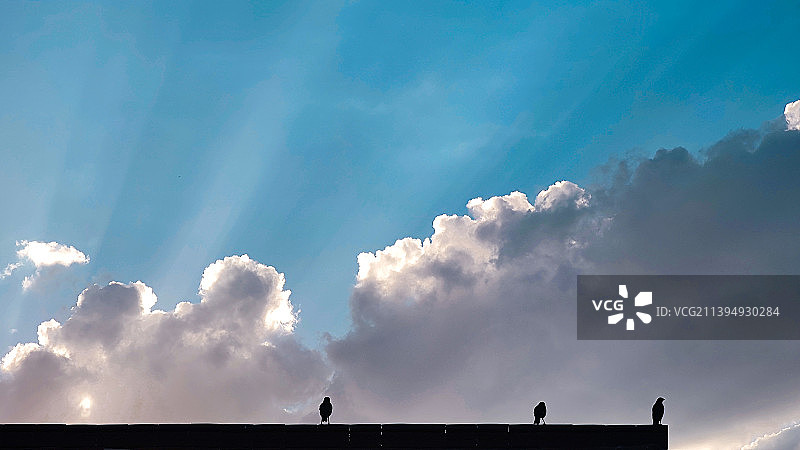 鸟语林深，闻风见夏图片素材