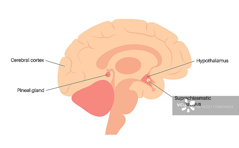 睡眠觉醒周期图片素材