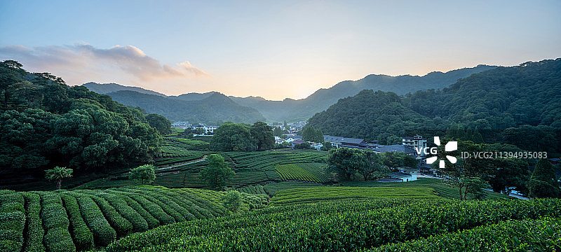 杭州龙井茶园图片素材