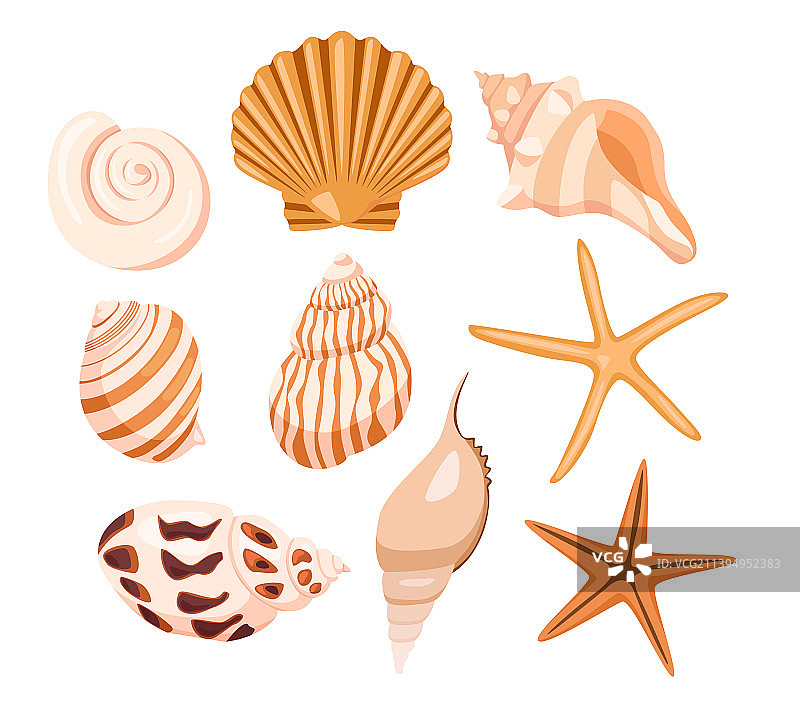 可爱的贝壳和海星合集图片素材