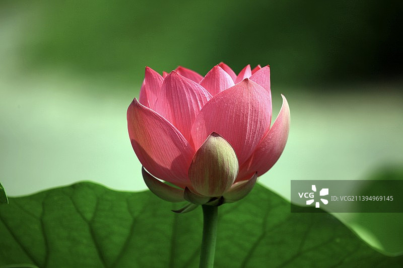 七夕赏荷图片素材