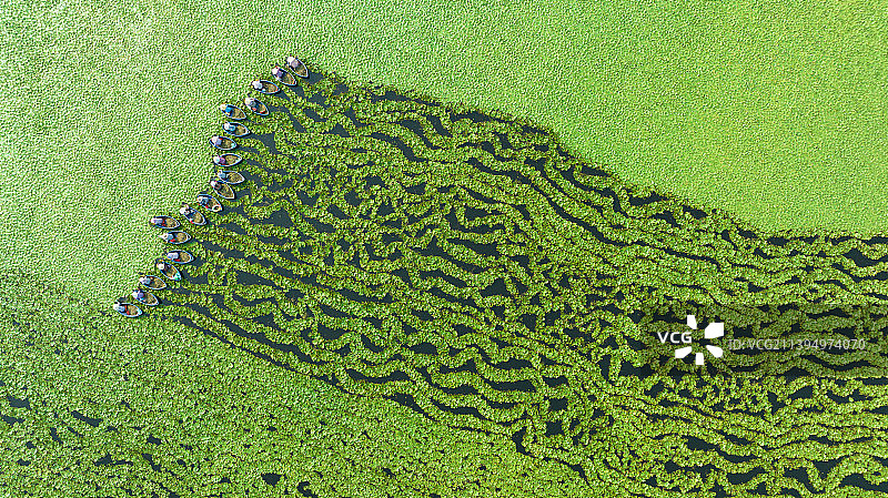 采菱季节图片素材