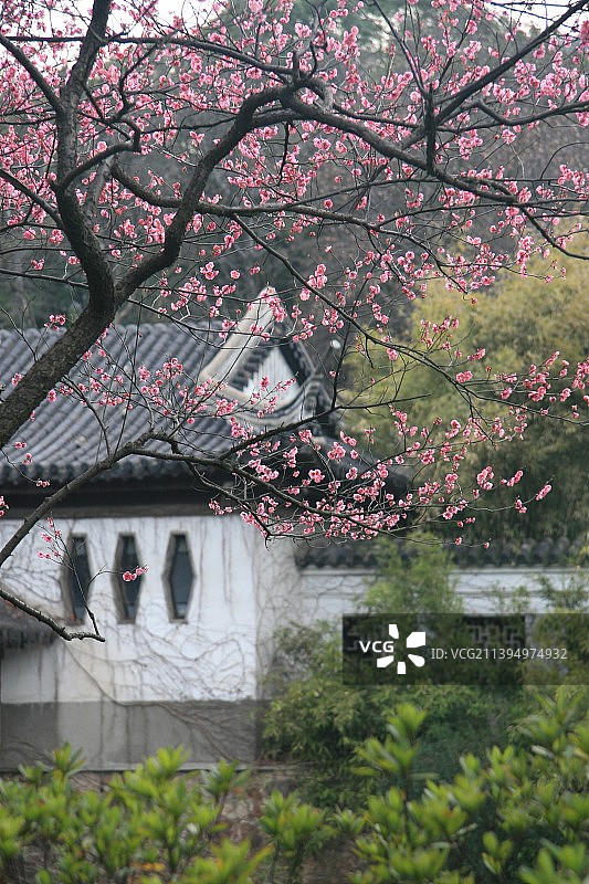 春天公园古建和室外盛开的梅花图片素材