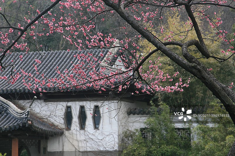 春天公园古建和室外盛开的梅花图片素材