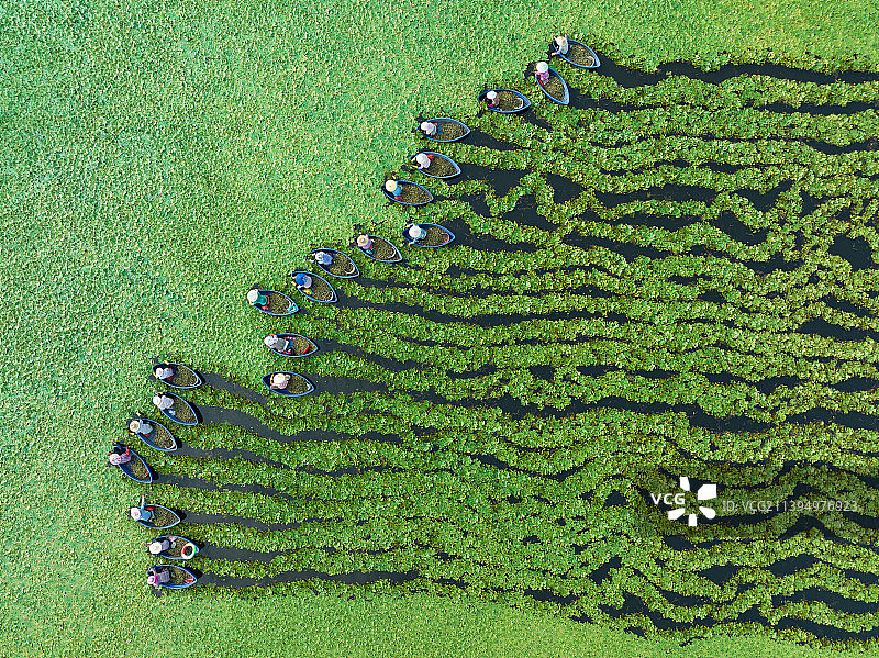 采菱角图片素材