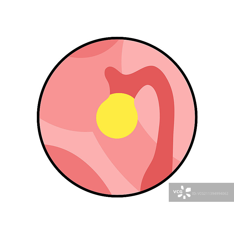 松果体解剖结构图片素材