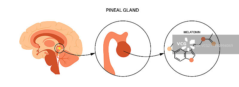 松果体解剖结构图片素材