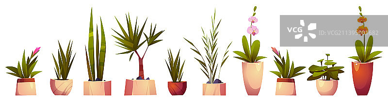 盆栽植物和花卉图片素材