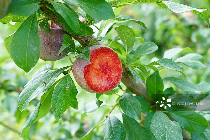 新疆恐龙蛋水果味帝杏李进口智利嫁接品种图片素材