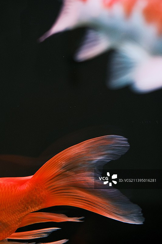 红鲤鱼图片素材