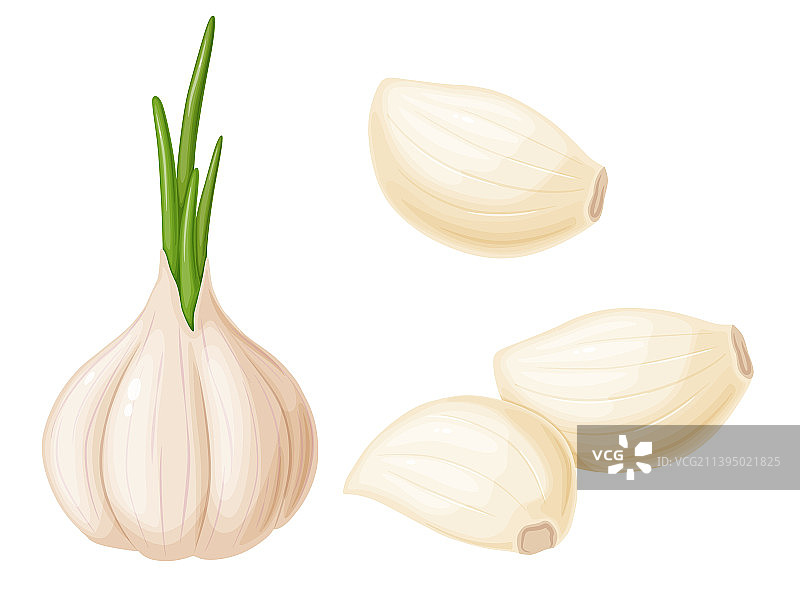 卡通风格的园艺蔬菜大蒜图片素材