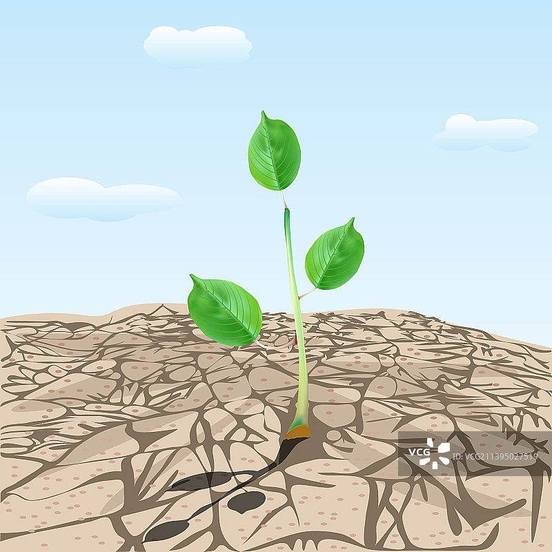 干裂的土地与植物嫩芽图片素材