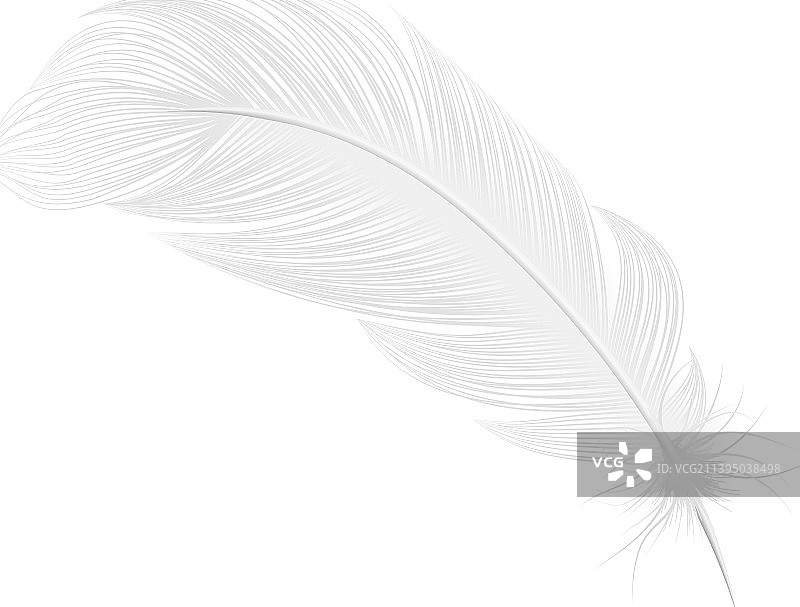 逼真羽毛图片素材