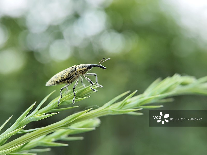 懵懂的象鼻虫图片素材