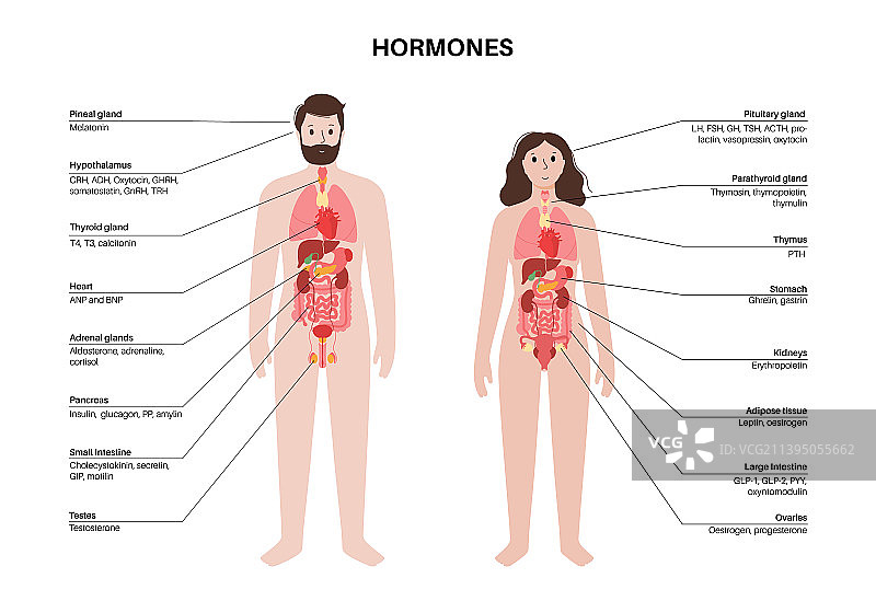 人体内的荷尔蒙图片素材