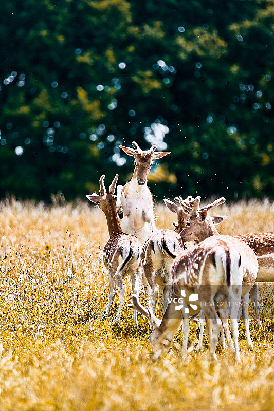 英国诺丁汉鹿园图片素材