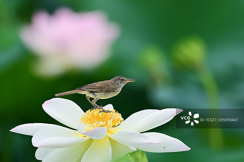 大苇莺图片素材