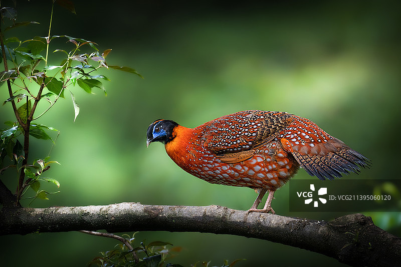 红腹角雉图片素材