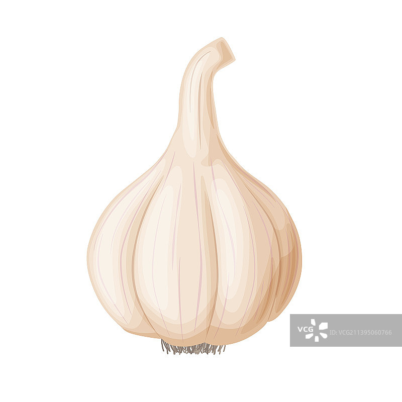 卡通风格的园艺蔬菜大蒜图片素材