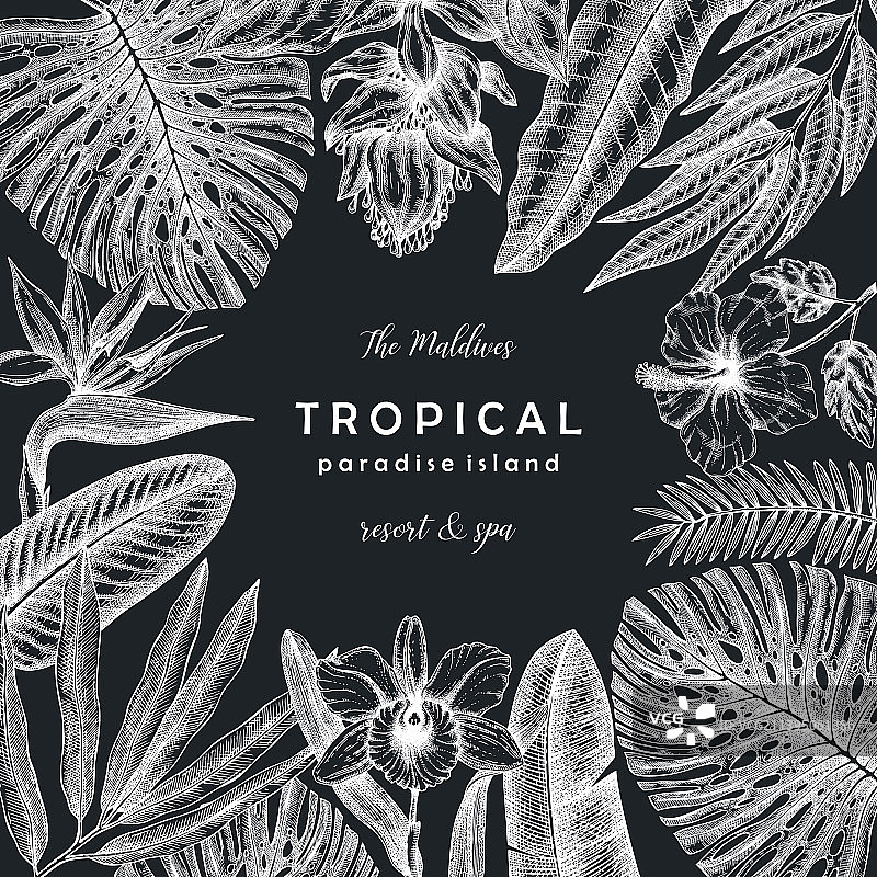 黑板框架上的热带banner图片素材