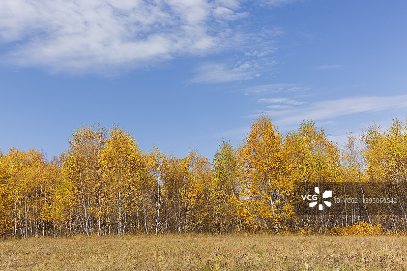 白桦林图片素材