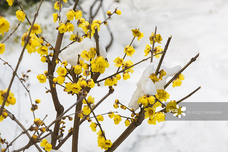 蜡梅傲雪图片素材