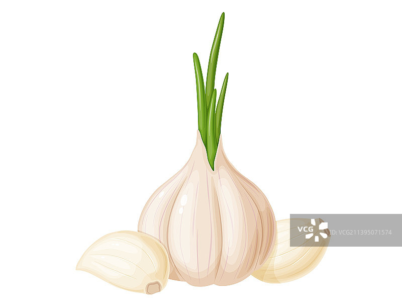 卡通风格的园艺蔬菜大蒜图片素材