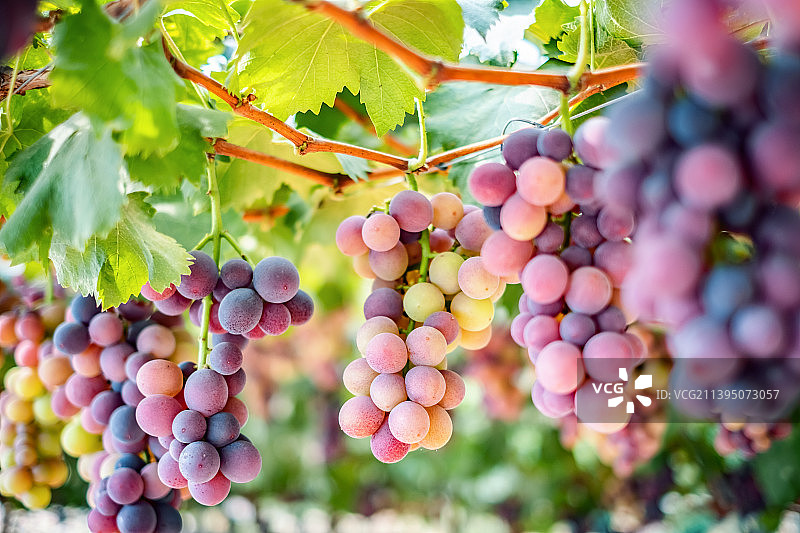 成熟玫瑰香葡萄挂果图片素材