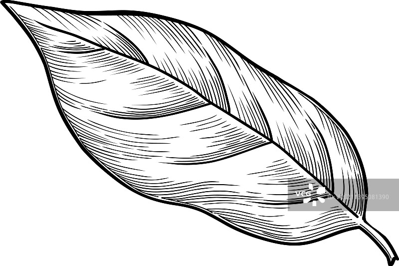 手绘新鲜柑橘图标轮廓图片素材