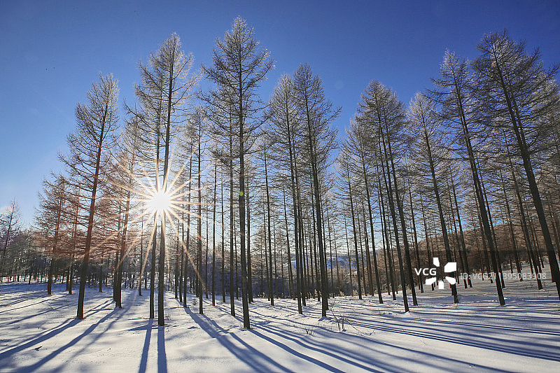 冬日树林的光图片素材