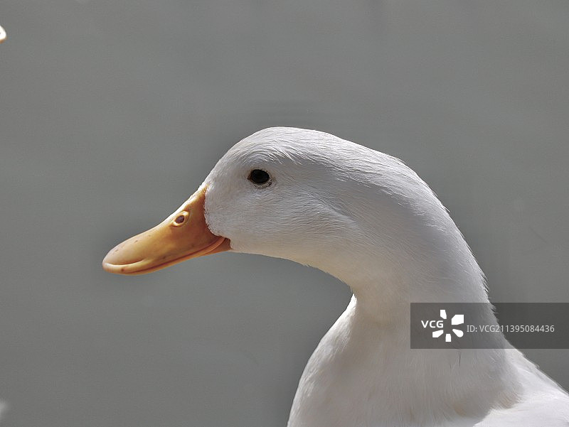 鹅的特写镜头图片素材