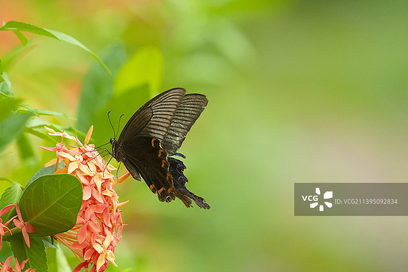 碧凤蝶图片素材