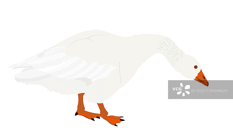 白色背景下的孤立鹅图片素材