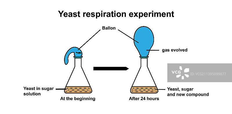 酵母呼吸实验图片素材
