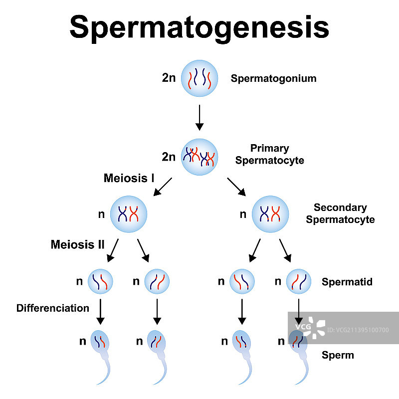 精子发生过程图片素材