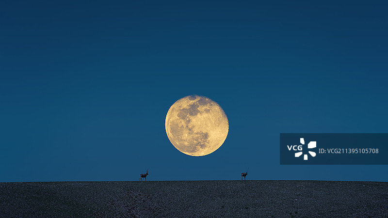 夜晚超级大月亮下的野生动物藏羚羊图片素材