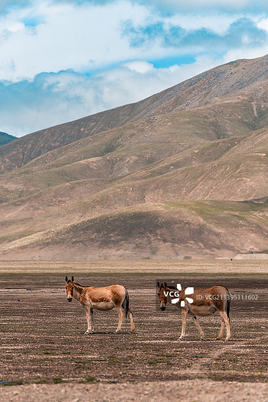可可西里的藏野驴图片素材