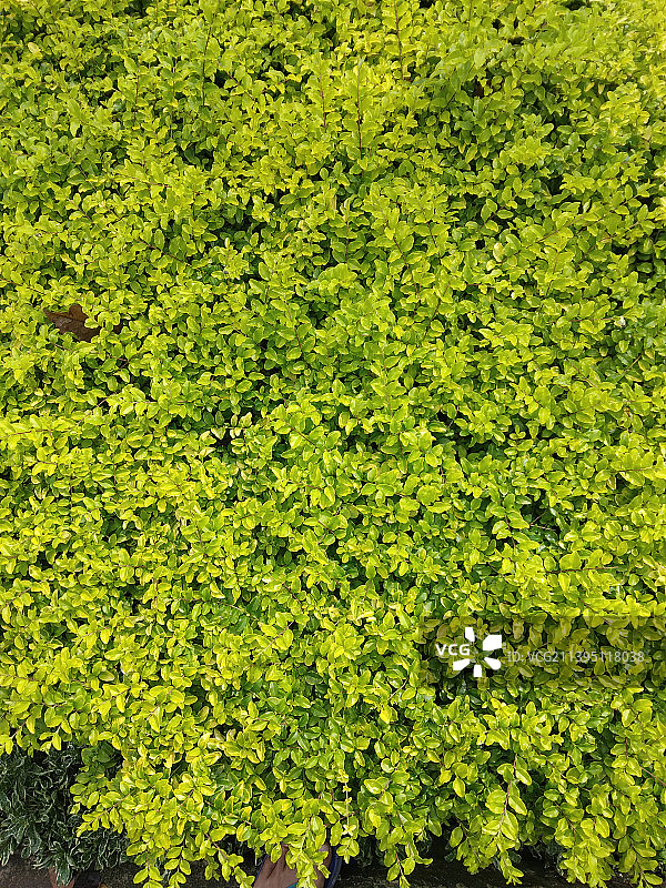 新鲜绿色植物特写镜头图片素材