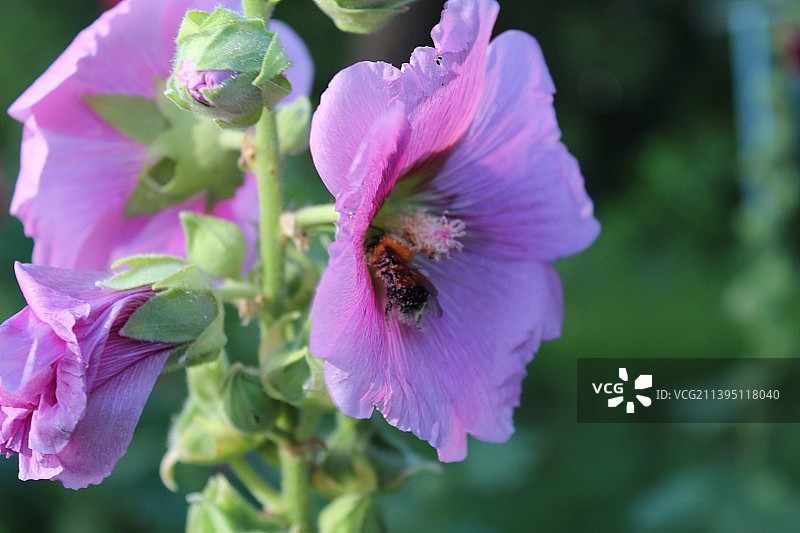 蜜蜂在紫色花朵上授粉的特写图片素材