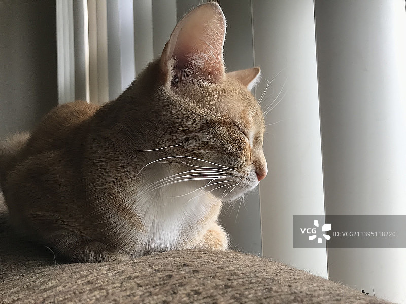 美国威斯康星州霍华德，透过窗户向外看的小猫特写图片素材