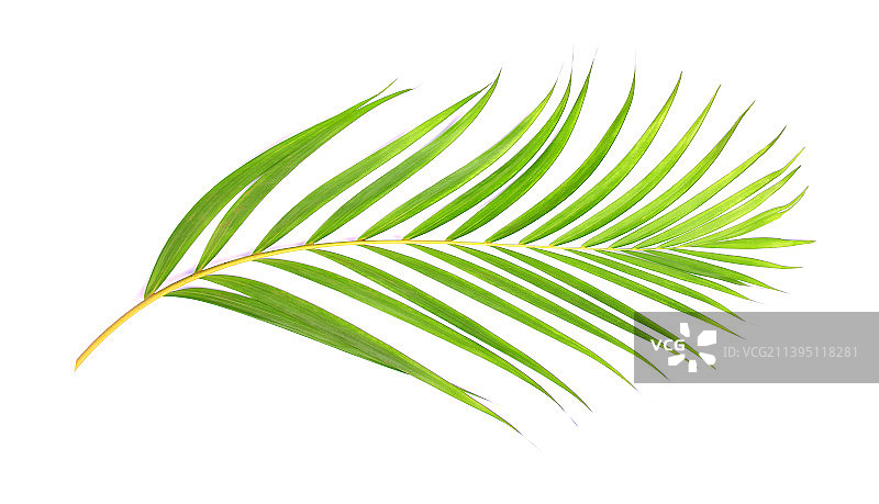 白色背景下棕榈树的绿叶图片素材