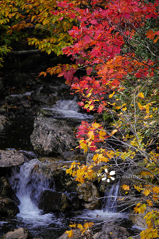 日本青森县秋季森林中的瀑布美景图片素材