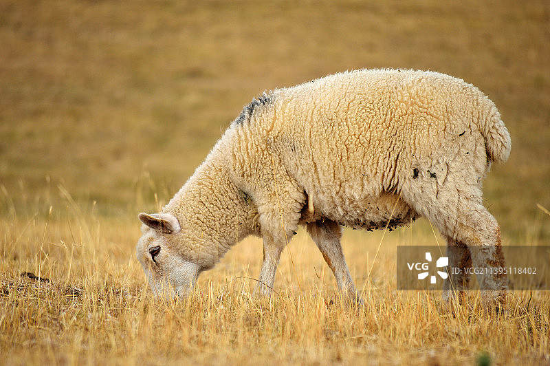 绵羊站在草地上的侧视图，位于英国奥克姆的拉特兰水库图片素材