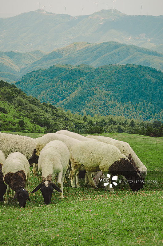 草原上的羊|仰天湖大草原|风力发电图片素材