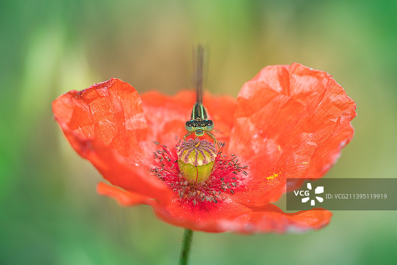 红色罂粟花的特写图片素材