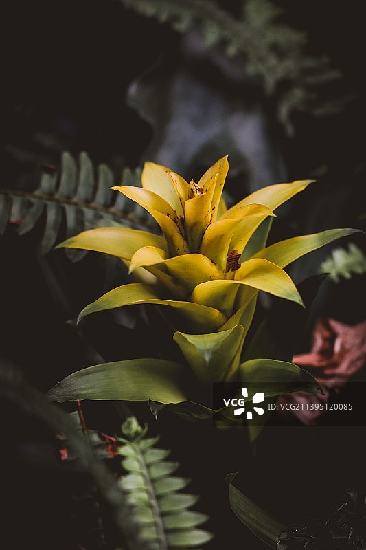 黄色开花植物的特写图片素材